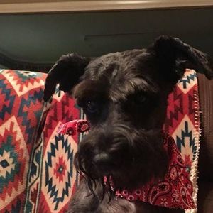 Meet your Posher, Tommysharon